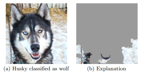 wolf